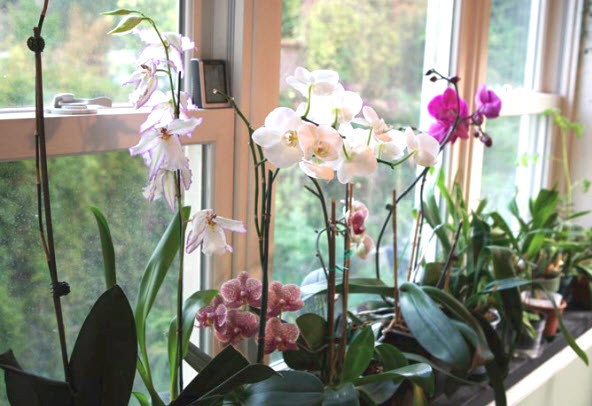 Orchidées fanées à cause du soleil